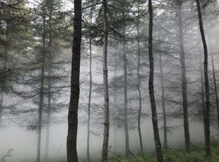 临夏凯恒征询服务有限公司在临夏县三岔坪国营林场发展无人机飞防作业